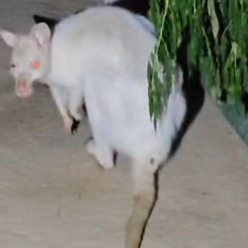 कानपुर जू में सफेद वलाबी की मौत:जबड़े की गंभीर बीमारी 'पीरियोडोंटाइटिस' ने ली जान, जामनगर के 'वनतारा' से आई थी