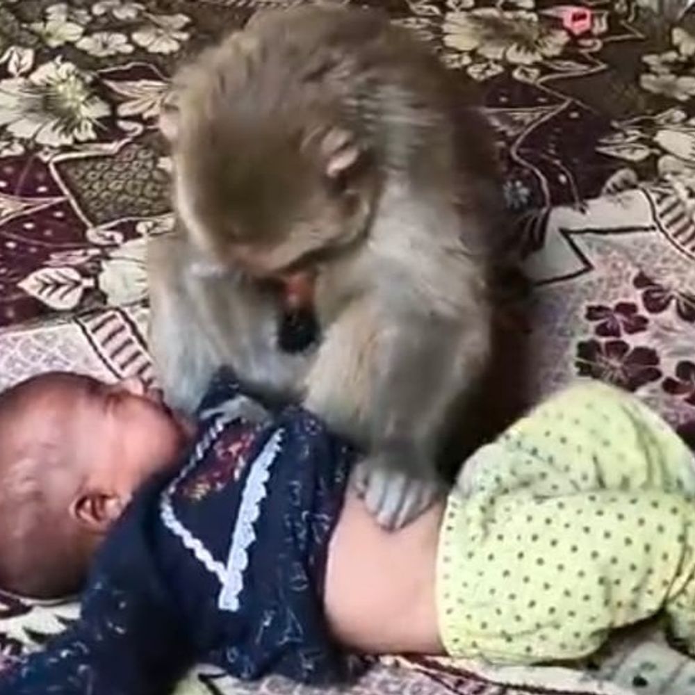 मुज़फ़्फ़रनगर में बंदर ने बच्चे को बनाया बंधक:पशु प्रेमी ने सूझबूझ से किया सुरक्षित रेस्क्यू, बंदर को मोबाइल थमाकर बच्चे को खींचा