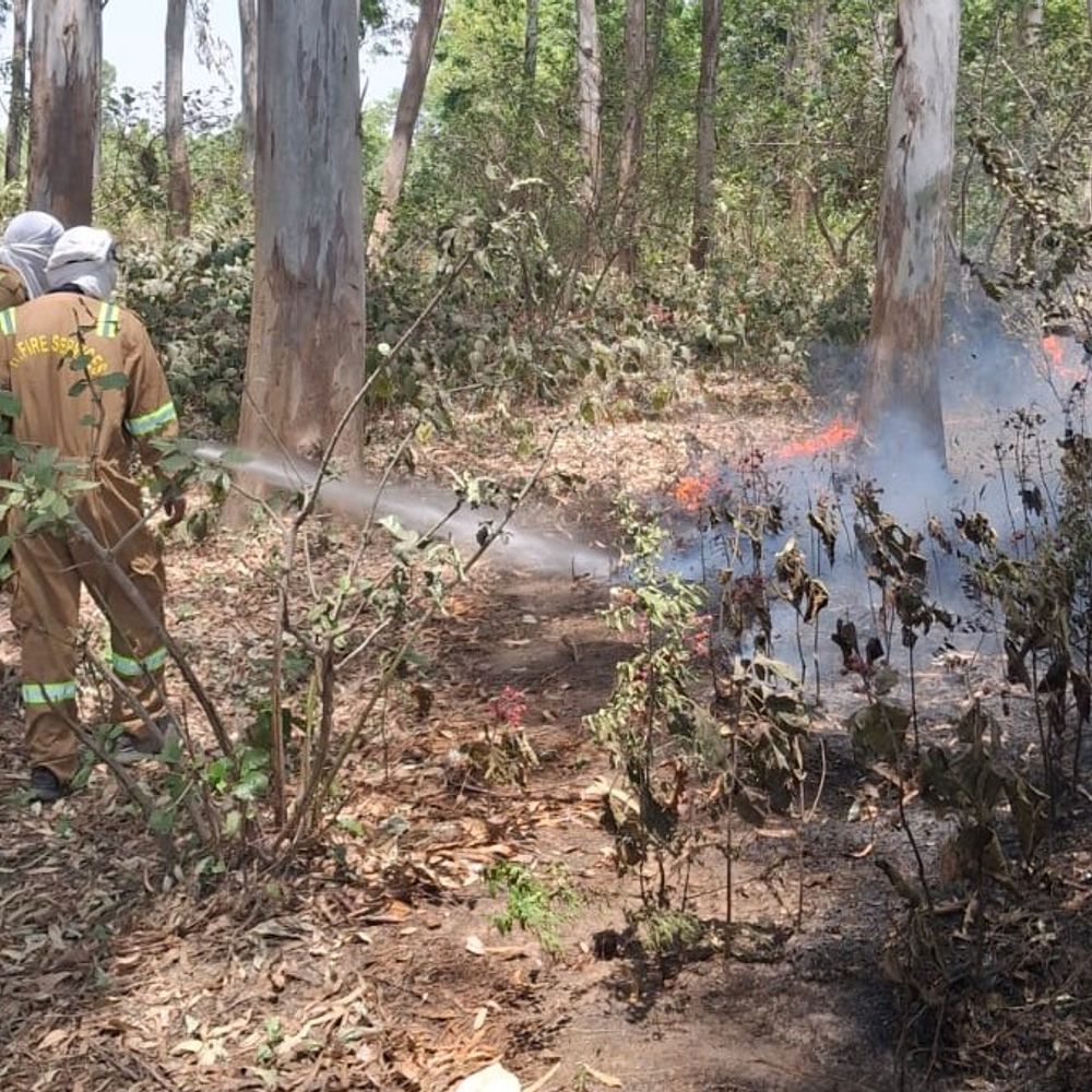 हरदोई के करना स्टेशन के पास जंगल में लगी आग:तेज हवाओं से फैली, दमकल कर्मियों ने काफी मशक्कत के बाद बुझाया