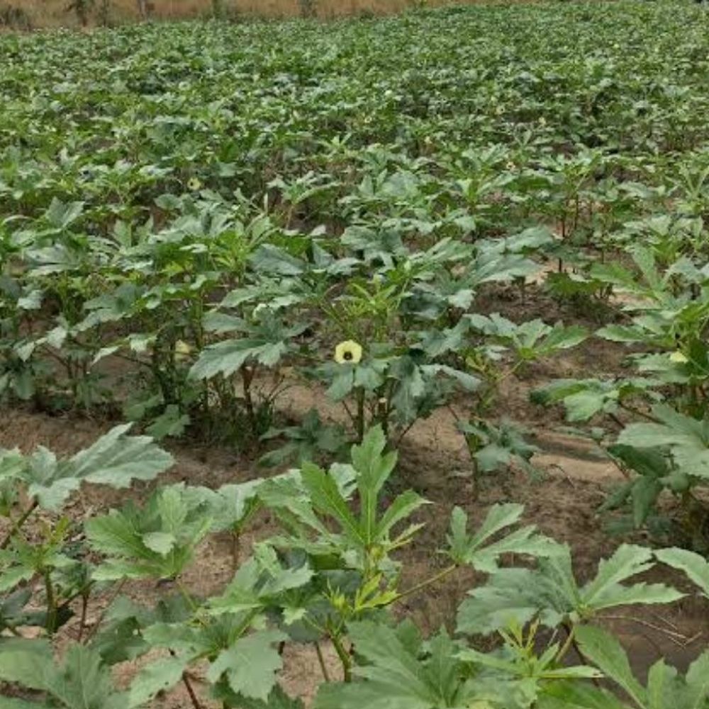 अयोध्या में सूखी शारदा सहायक नहर:जायद फसलों पर संकट, 2 लाख किसान परेशान