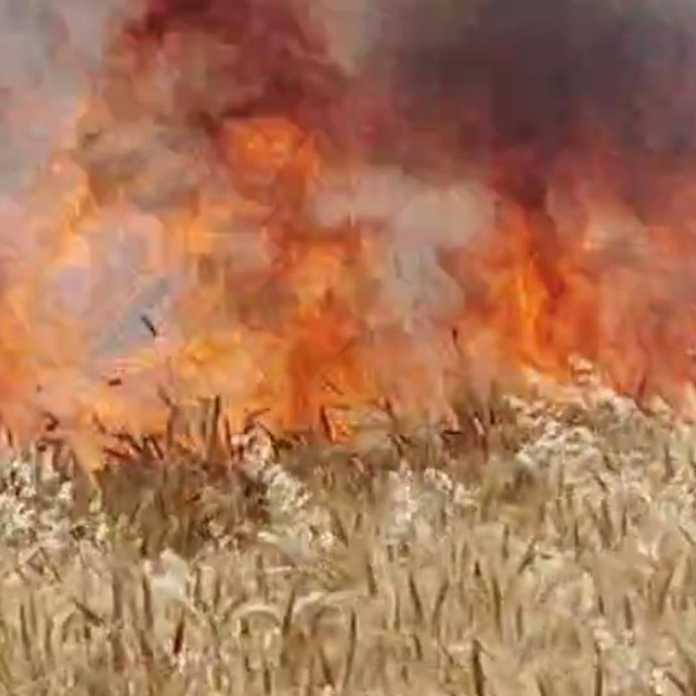 बिधनू में शॉर्ट सर्किट से लगी आग:दो बीघा गेहूं की फसल जली; फायर ब्रिगेड ने पाया काबू