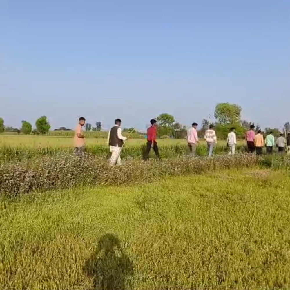 गन्ने की कटाई के बाद फिर सक्रिय हुए गुलदार:वन विभाग ने 100 से अधिक पिंजरे लगाए, जागरूकता अभियान तेज किया