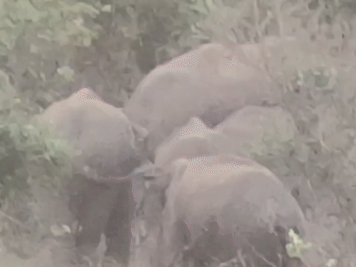 ईंट भट्ठा मजदूरों को हाथियों ने कुचला:  कोडरमा में 12 साल के मासूम सहित दो की मौत, तीन हुए घायल, 25-30 हाथियों ने किया हमला – koderma News