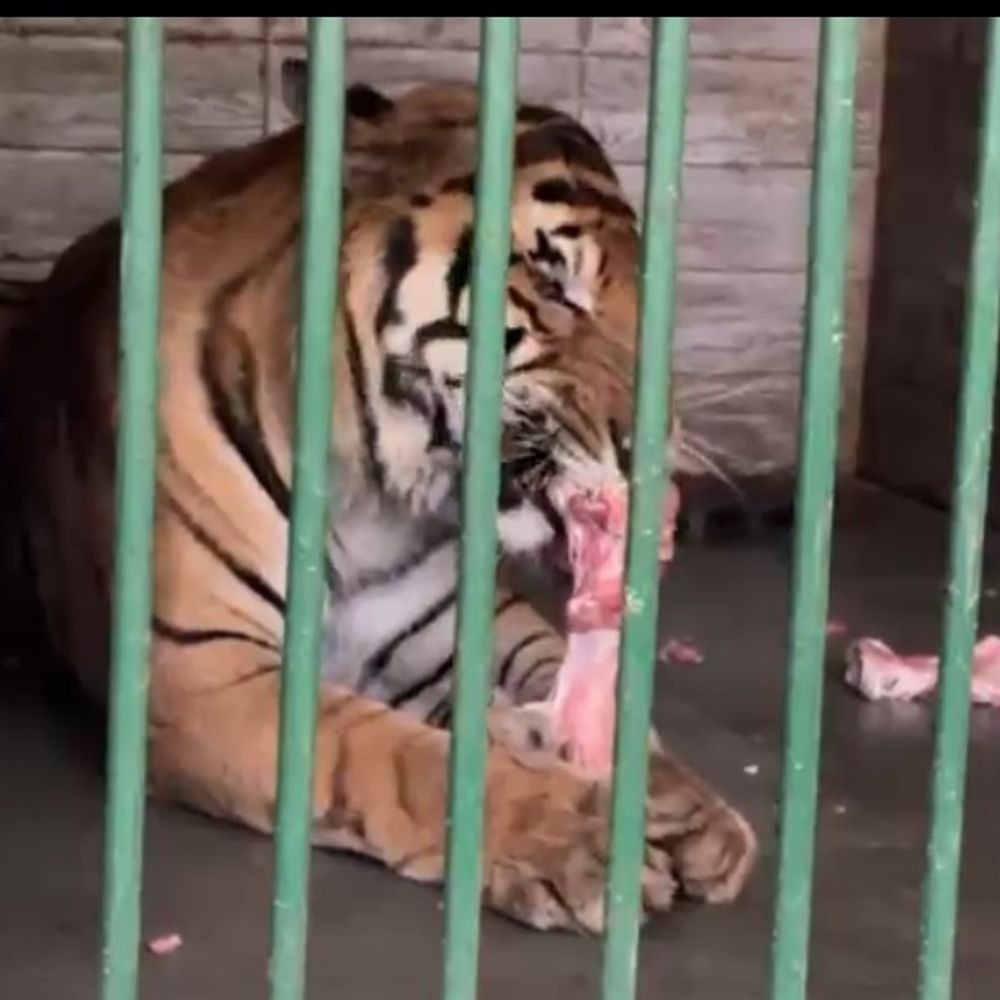 कानपुर जू में एक बाघ पर 1 लाख महीना खर्च:इलेक्ट्रोलाइट्स का घोल पीते हैं, 24 घंटे VIP देखभाल की जाती है