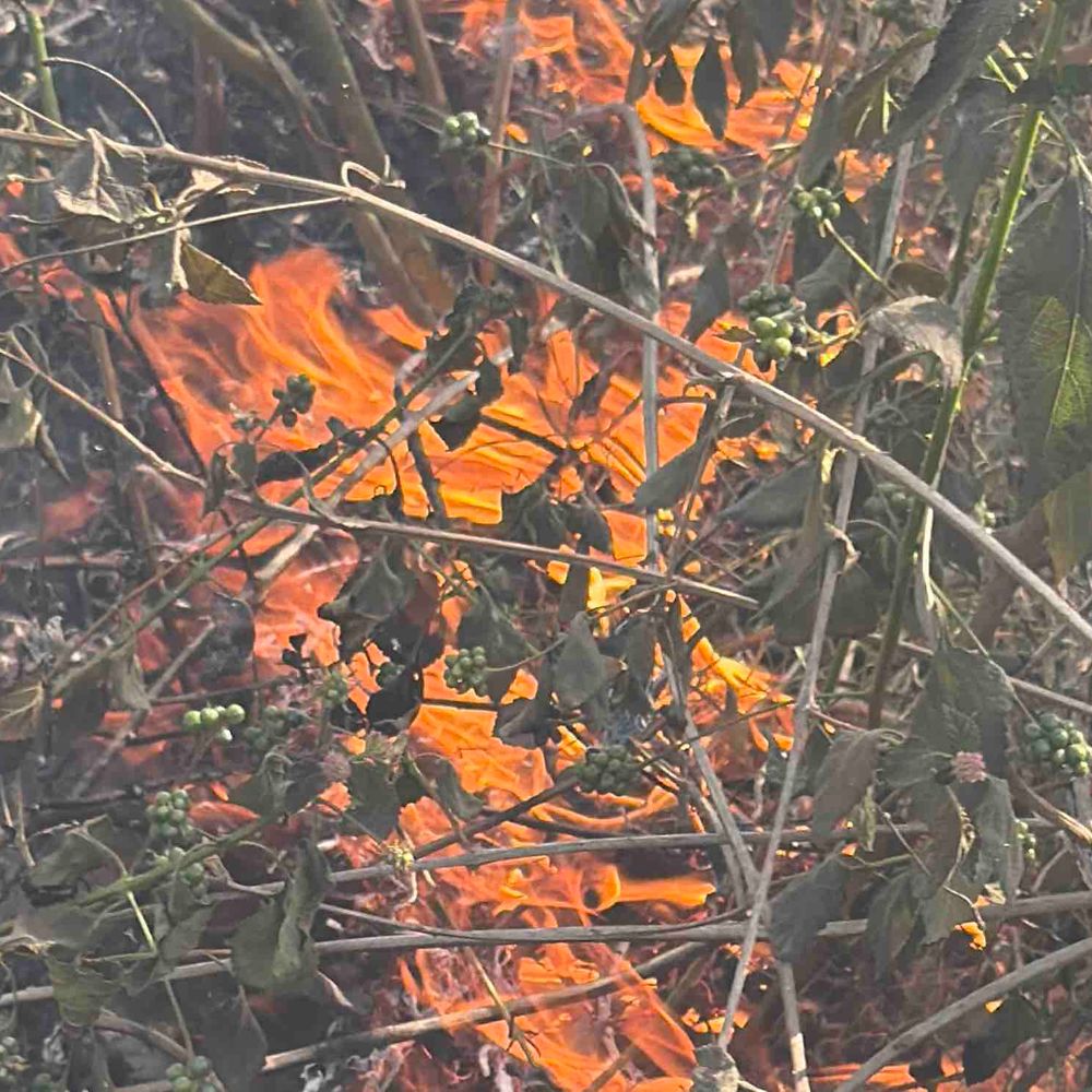 रामपुर चीनी मिल परिसर की झाड़ियों में लगी आग:  दमकल ने 1 घंटे में पाया काबू, नशेड़ियों की लापरवाही से लगी आग – Rampur News