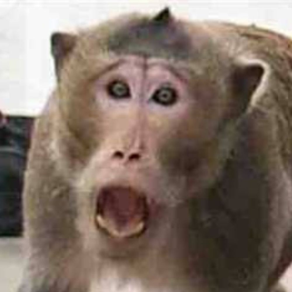 रामपुर में बंदरों के हमलों के मामले बढ़े:  SDM ने नगर परिषद को तत्काल कार्रवाई के निर्देश दिए, प्र​गति रिपोर्ट देने को कहा – Rampur (Shimla) News