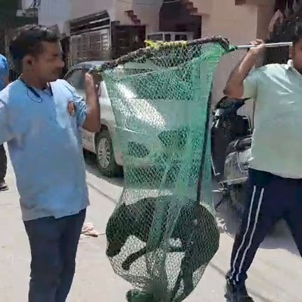 मुजफ्फरनगर में आवारा कुत्तों की नसबंदी का अभियान शुरू:NGO की मदद से धर–पकड़, वैक्सीनेशन के बाद होगी ‘घर वापसी’