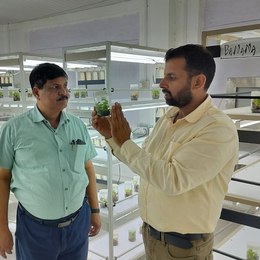 टिश्यू कल्चर केले ने बढ़ाई किसानों की आय:अयोध्या में 8 करोड़ की लागत से नया लैब हो रहा स्थापित, एक साथ तैयार होंगे 2 लाख पौध