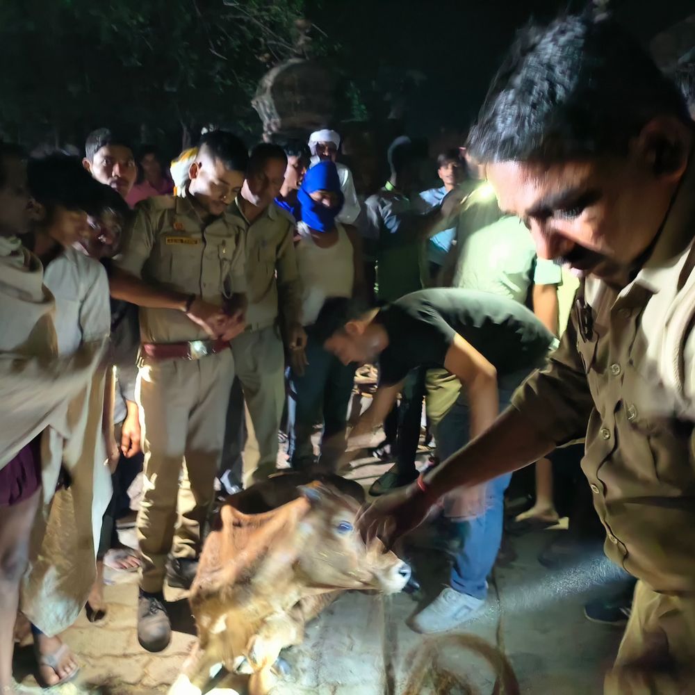 घाटमपुर के पतारा में कुएं में गिरा गोवंश:फायर ब्रिगेड ने 3 घंटे रेस्क्यू कर बचाया, बाहर आते ही पीया पानी