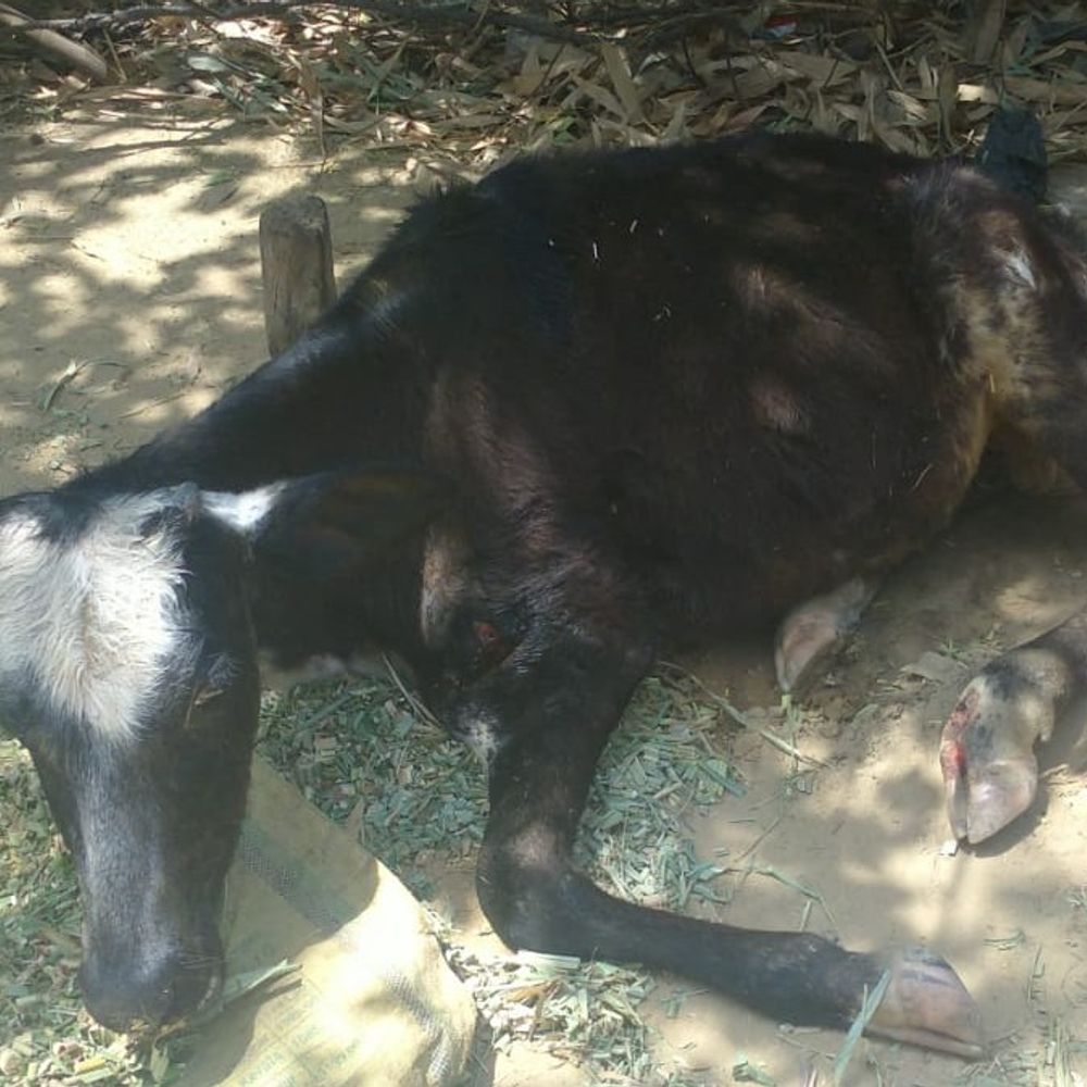 बदायूं में बछड़े पर धारदार हथियार से हमला:आरोपी के खिलाफ गोवध निवारण अधिनियम के तहत केस दर्ज