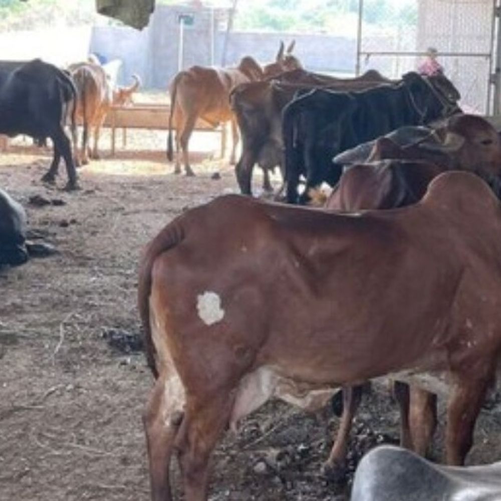 अयोध्या में पारा 43 के पार, गर्मी से मवेशी बेहाल:विदेशी नस्ल की गायों की मौत के मामले बढ़े, पशु चिकित्सक ने जारी की एडवाइजरी