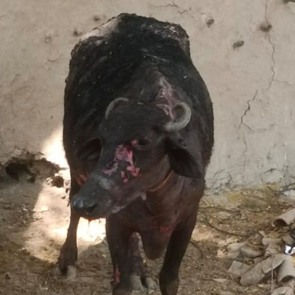 चंदौली में आग से बछड़े की मौत:लाखों का सामान जला, भैंस झुलसी; प्रशासन पर देरी का आरोप