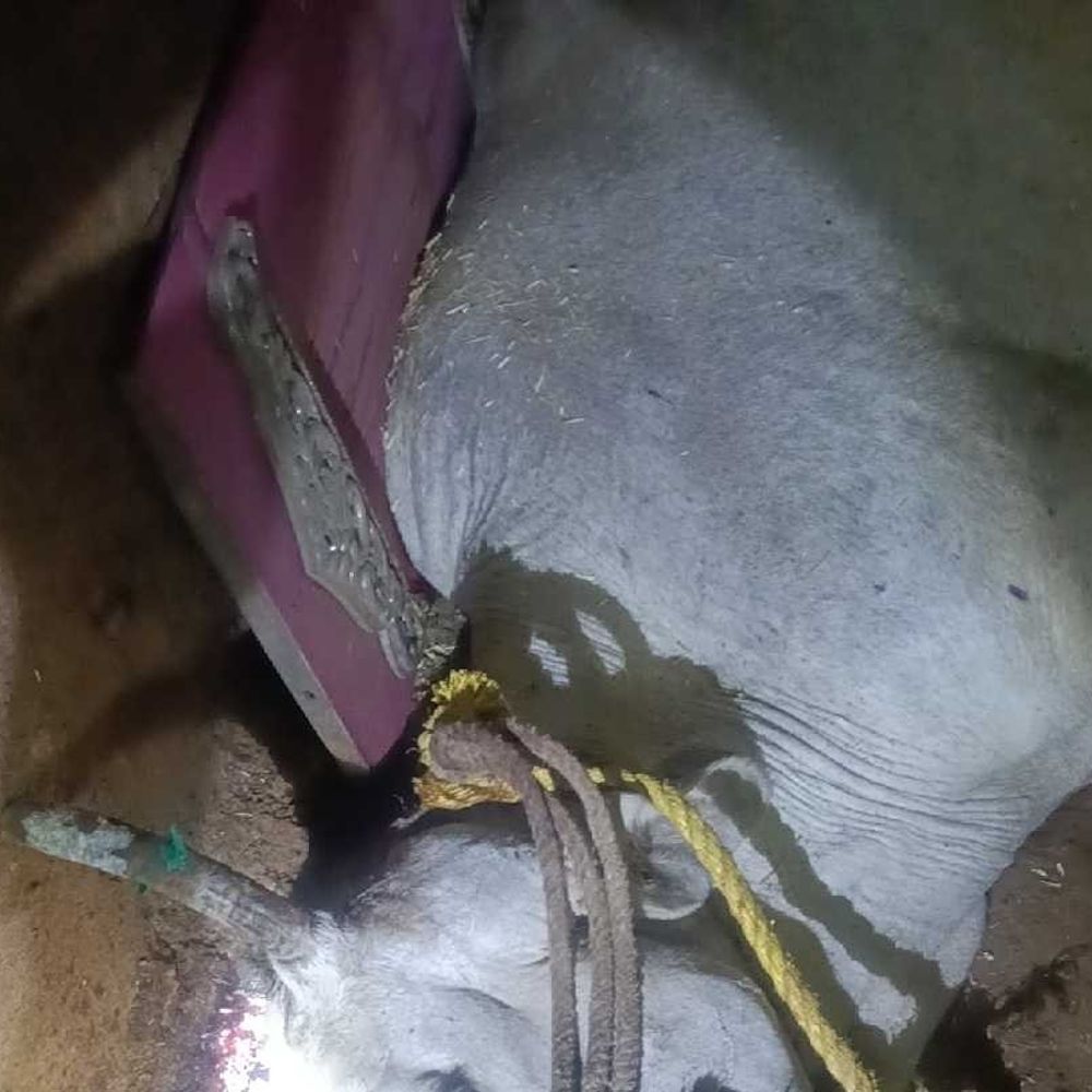 झाबुआ में पड़ोसी ने कुल्हाड़ी से की गाय की हत्या:साले के घर की निगरानी कर रहे जीजा ने पकड़ा, आरोपी फरार