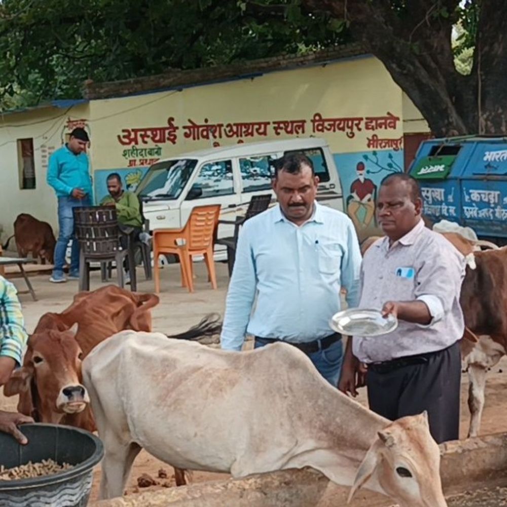 मिर्जापुर में गौवंशों के लिए भूसा बैंक अभियान:अब तक 15% लक्ष्य पूरा, किसानों से सहयोग की अपील