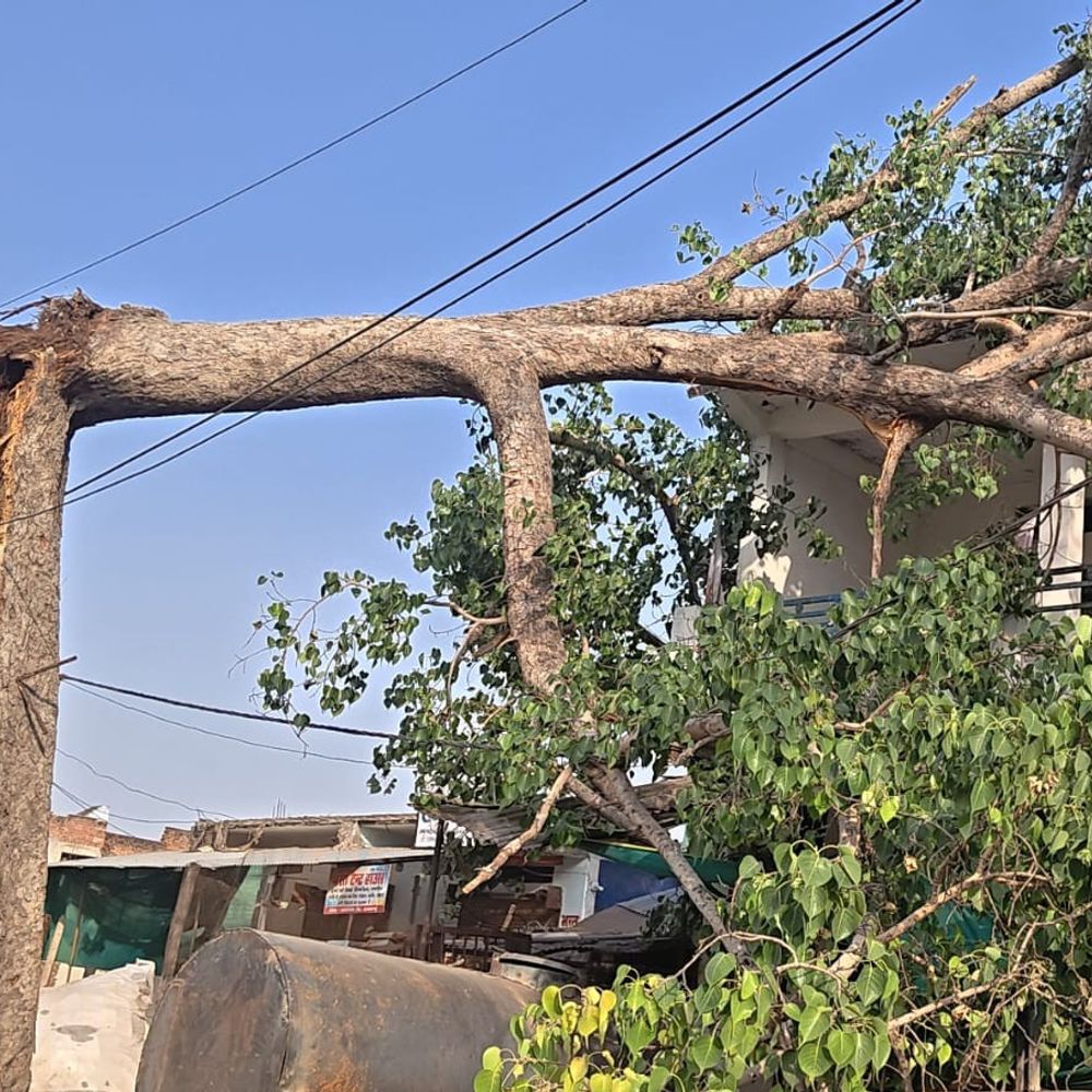 हार्डवेयर की दुकान पर गिरा पुराना पेड़:अजयगढ़ में बड़ा हादसा टला, व्यापारी बोला- शिकायत के बाद भी कार्रवाई नहीं की
