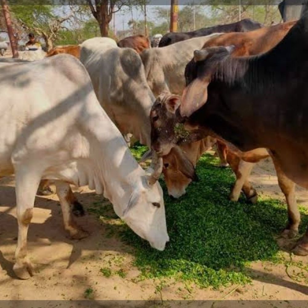 हरे चारे में साइनाइड का खतरा, पशुपालन विभाग सतर्क:हरदोई में बढ़ते तापमान में किसानों को सावधानी बरतने की सलाह
