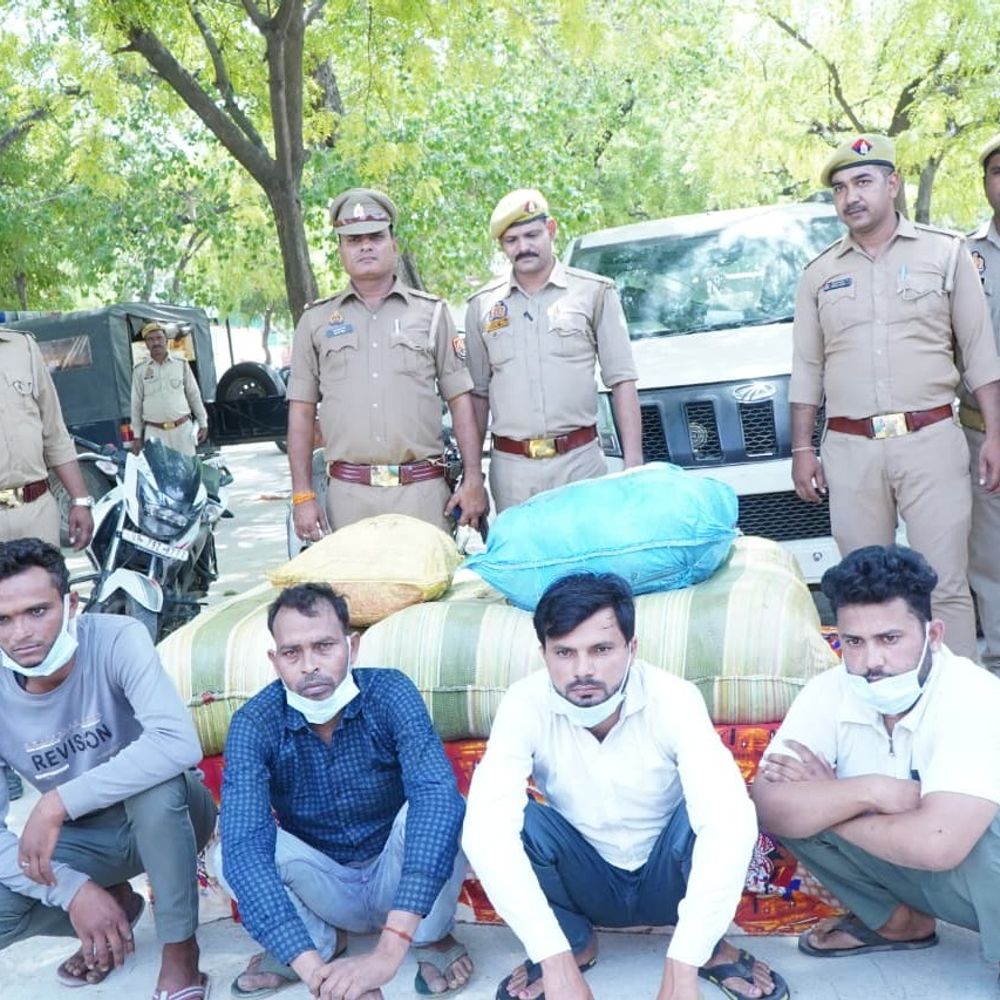 1 क्विंटल से अधिक गांजा बरामद, 4 तस्कर गिरफ्तार:इटावा में पुलिस की बड़ी कार्रवाई, 25 लाख रुपये कीमत का गांजा जब्त
