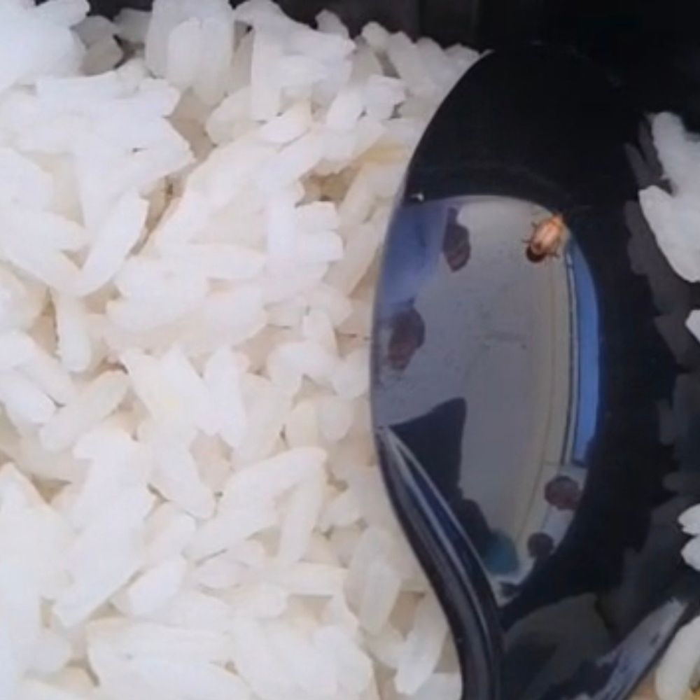 जनगणना प्रशिक्षण में कीड़ायुक्त भोजन परोसा, बवाल:रायबरेली में भड़के प्रशिक्षुओं ने किया विरोध प्रदर्शन, जांच के आदेश