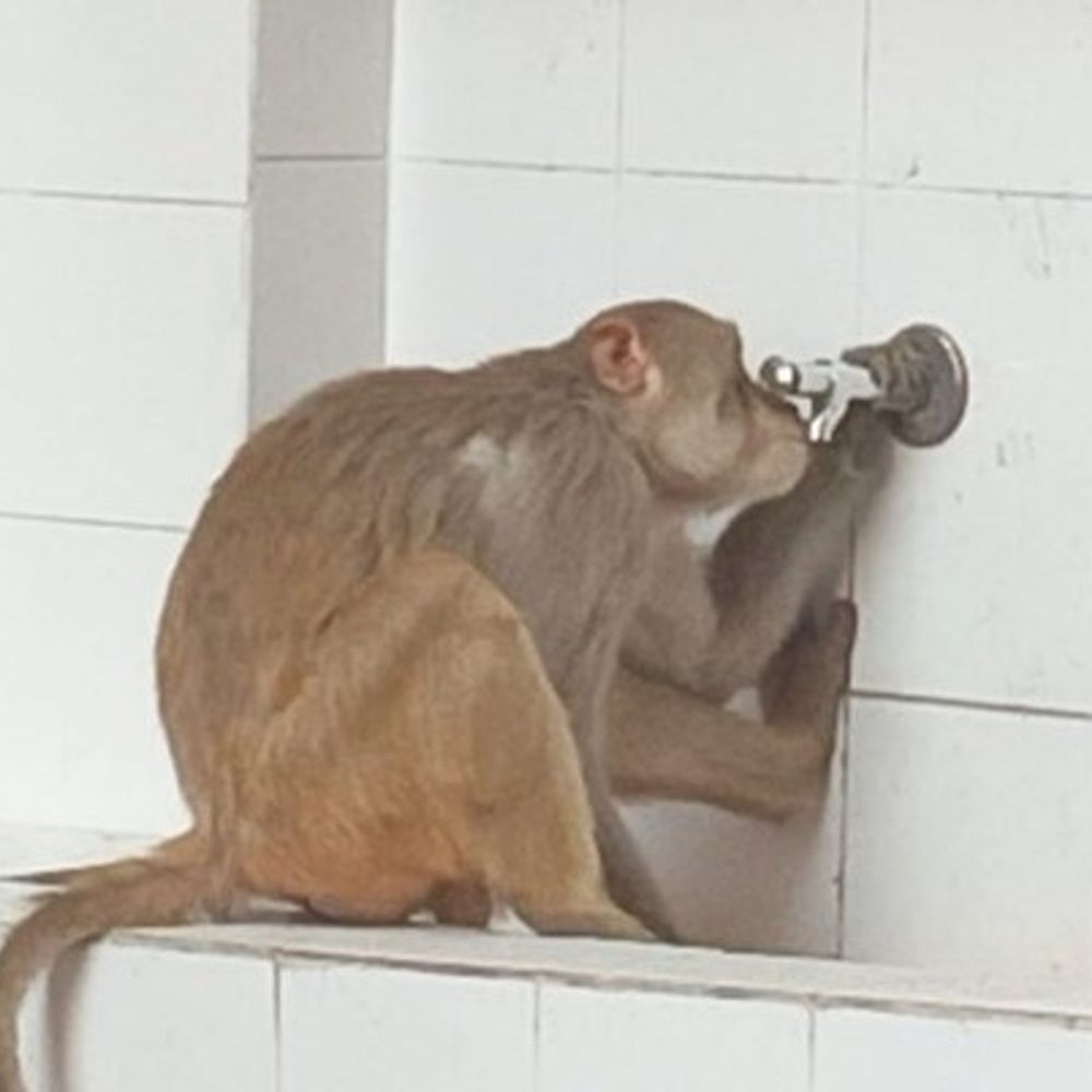 अयोध्या में भीषण गर्मी का असर:सूखते तालाबों से पशु-पक्षी बेहाल, प्रशासन के निर्देशों के बावजूद राहत अधूरी