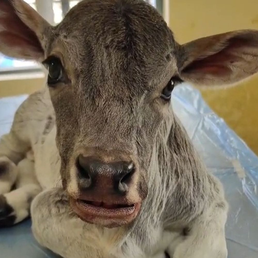 पुंगनूर बछड़े के जबड़े की सफल सर्जरी:जन्म के समय टूटा था जबड़ा, अब स्थिति में सुधार, ढाई लाख में आती है गाय