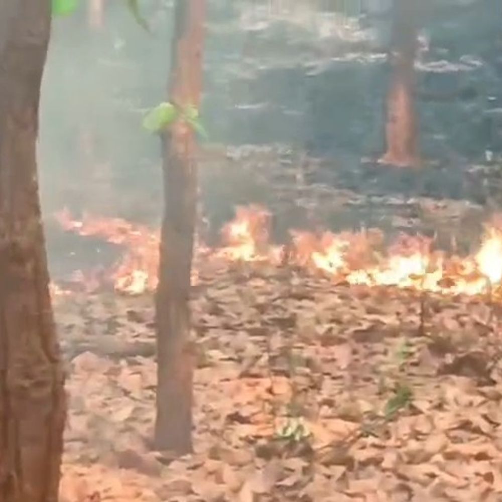 जंगलों में फरवरी से अब तक आगजनी की 424 घटनाएं:  कन्हारी-जिलंग में 3 दिनों से उठ रही लपटें, वन विभाग निगरानी कर रहा – Dindori News