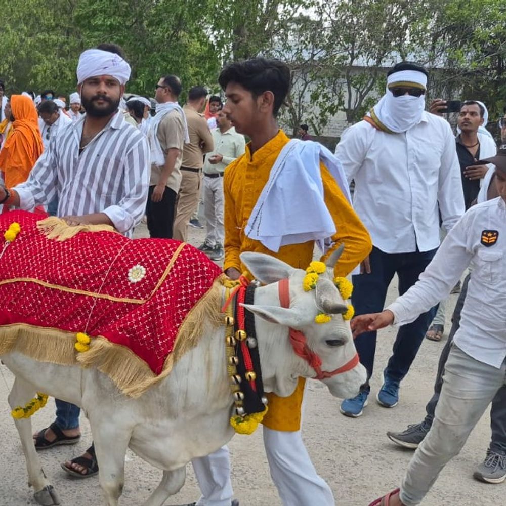 दमोह में गौसेवकों ने गौ सम्मान यात्रा निकाली:राष्ट्र माता घोषित करने की मांग, तहसीलदार को सौंपा ज्ञापन