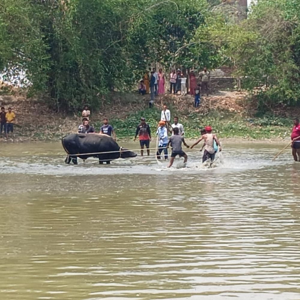 कुशीनगर में ‘आतंकी सांड’ के रेस्क्यू का VIDEO:ट्रेंकुलाइज करके पकड़ा, एक हफ्ते में 25 लोगों किया घायल