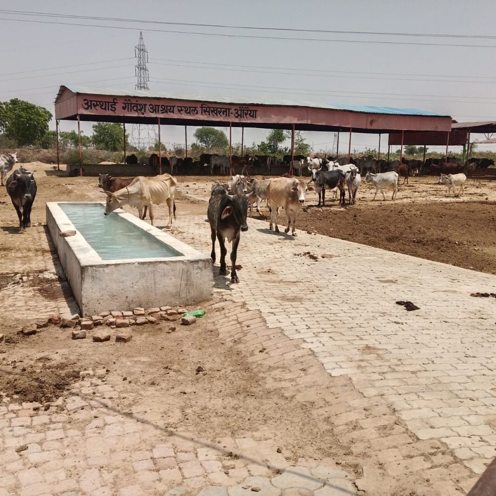 गोशाला में 25 गोवंश कम मिले, जिलाधिकारी नाराज:औरैया के सिखरना अस्थाई गोवंश आश्रय स्थल का किया निरीक्षण