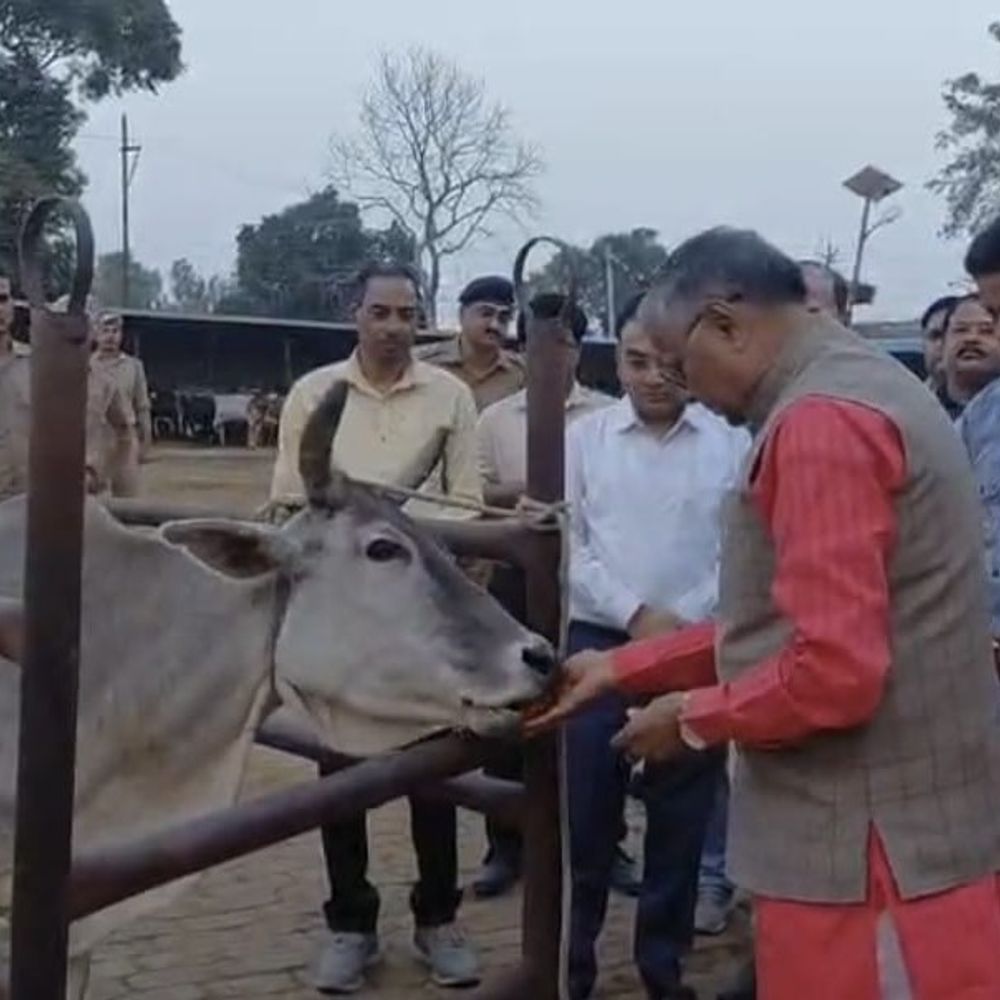 संभल की गौशाला में तपते टीन शेड में गाय मिली:मंत्री ने टिन शेड पर फूंस, अस्पताल में डॉक्टर-इलाज सूची लगाने के दिए निर्देश