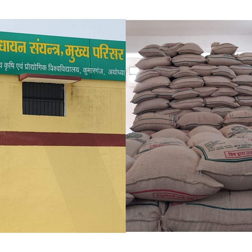 धान की नर्सरी के लिए बीज तैयार, रेट तय नहीं:आचार्य नरेंद्र देव कृषि विश्वविद्यालय से खाली लौट रहे किसान, रोपाई पर संकट