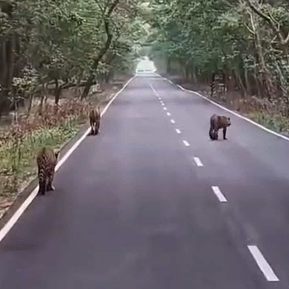 पीलीभीत टाइगर रिजर्व में एक साथ दिखे तीन बाघ:सड़क पर टहलते हुए पर्यटकों ने बनाया वीडियो