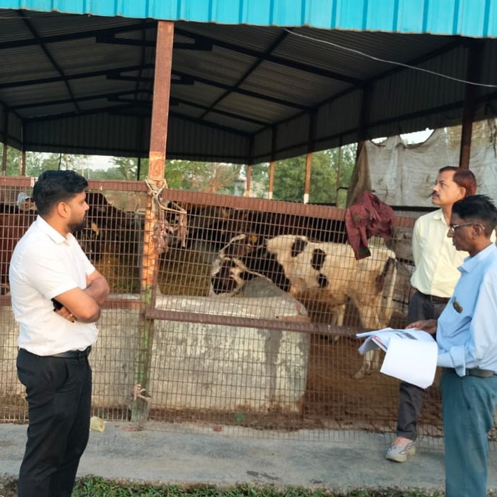 शामली DM को गौशालाओं में मिलीं कमियां:  व्यवस्था सुधारने के लिए दिए सख्त निर्देश, 93 गोवंश पाए गए – Shamli News