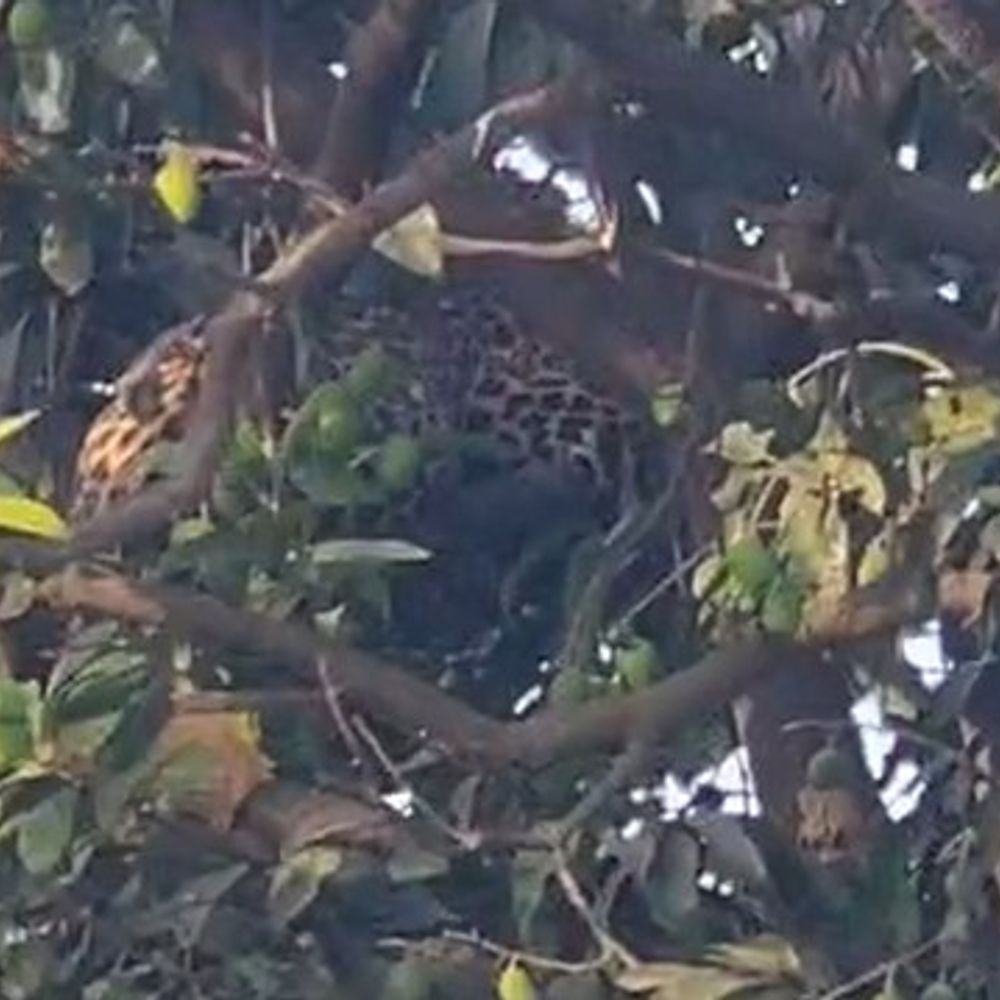 अमरोहा के शाहवाजपुर में तेंदुए की तलाश जारी:तीन दिन बाद भी नहीं मिला सुराग, ग्रामीणों में दहशत बरकरार