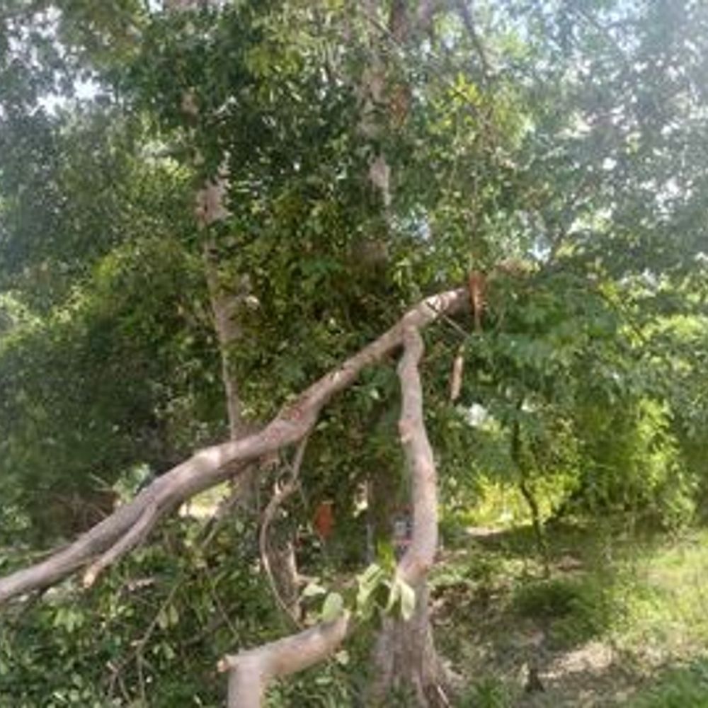 अयोध्या में चक्रवाती तूफान का तांडव:पेड़ की डाल गिरने से बुजुर्ग की मौत, कई तहसीलों में बिजली-पानी ठप