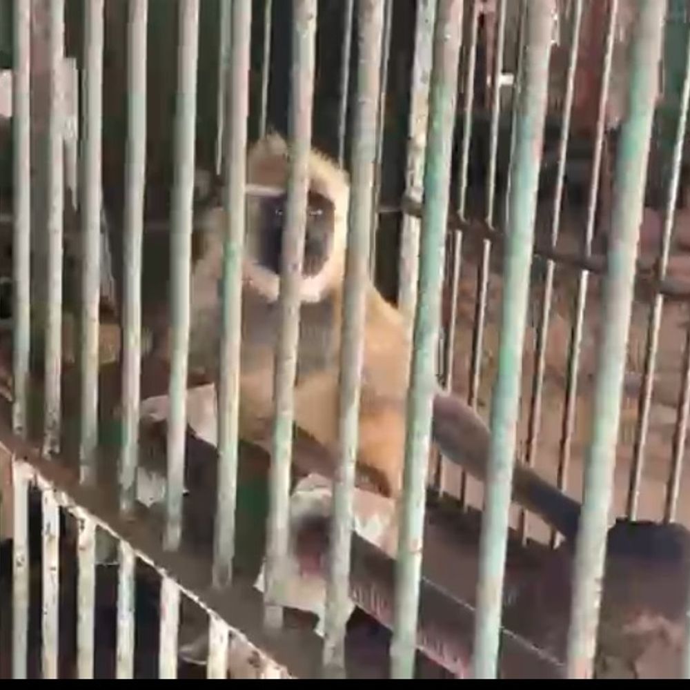 DFO बोलीं- बंदरों को पकड़ने की जिम्मेदारी नगर निगम-प्रशासन की:डीएम की अध्यक्षता में कमेटी करेगी मॉनिटरिंग, वन विभाग तकनीकी सहयोग देगा