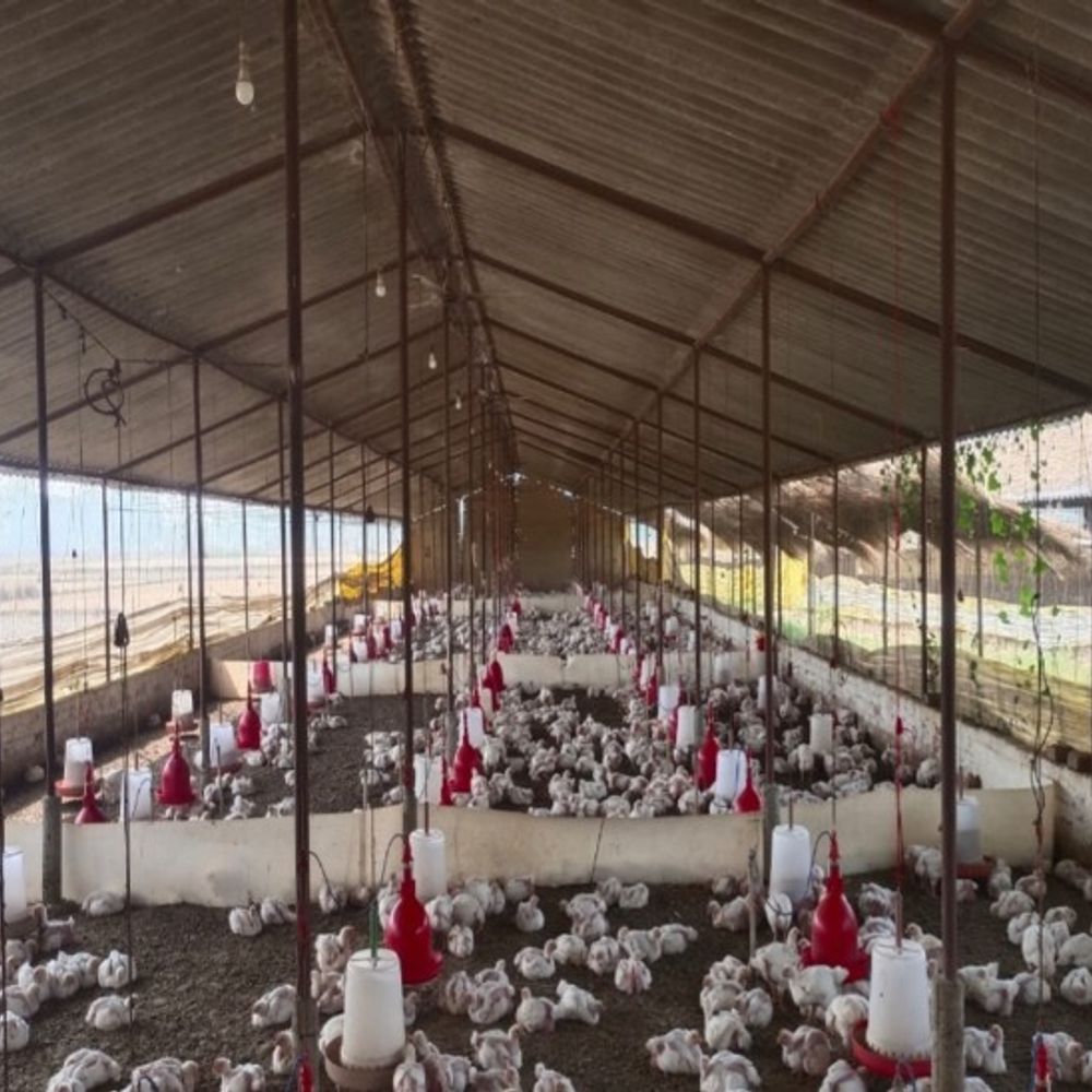 डीजे की तेज आवाज से 140 मुर्गियों की मौत:सुल्तानपुर में पोल्ट्री फार्म संचालक ने डीजे ऑपरेटर पर दर्ज कराया FIR