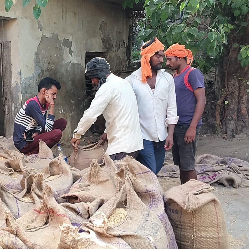अयोध्या में गेहूं खरीद की रफ्तार धीमी:64 केंद्र शुरू, 6100 मीट्रिक टन खरीद; मड़ाई-मौसम से प्रभावित