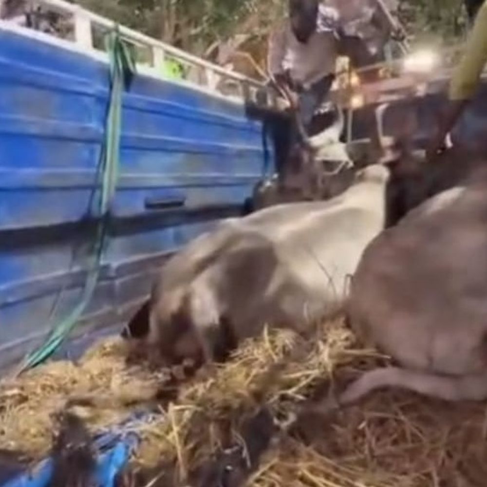 बलरामपुर में गो तस्करी का प्रयास विफल:पुलिस ने पिकअप समेत दो आरोपी गिरफ्तार किए, 4 पशु बरामद