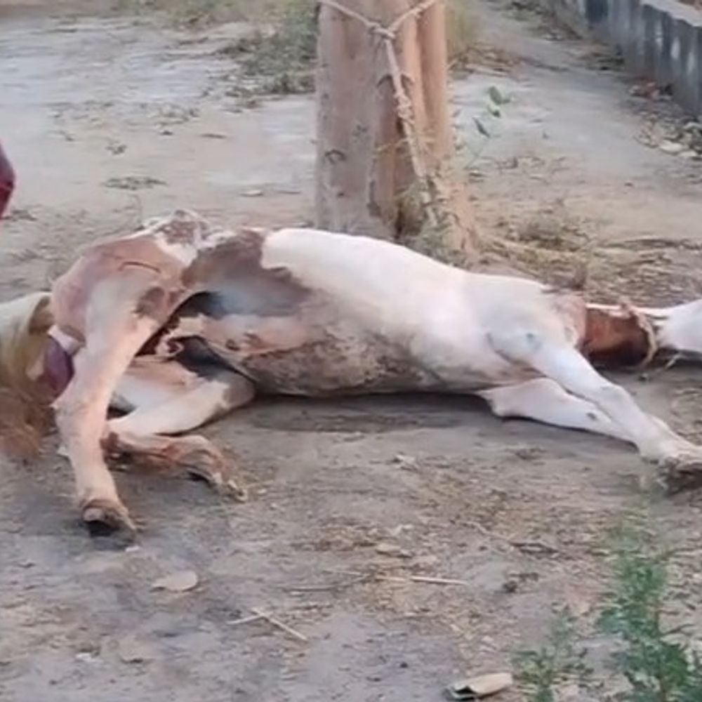 लखनऊ में सड़क पर घोड़ी ने बच्चे को दिया जन्म:प्रसव पीड़ा के बाद सड़क पर तड़पती रही घोड़ी , तेज धूप में बग्घी से बंधी थी घोड़ी