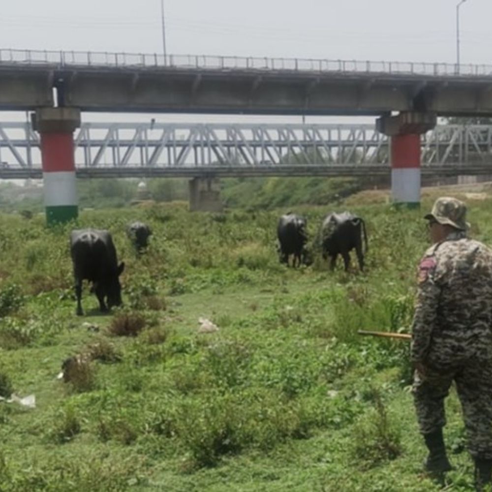 आगरा नगर निगम ने यमुना से पकड़ी भैंस:नहलाने पर 8 हजार का लगाया जुर्माना, एनजीटी के नियमों की अनदेखी पर कार्रवाई
