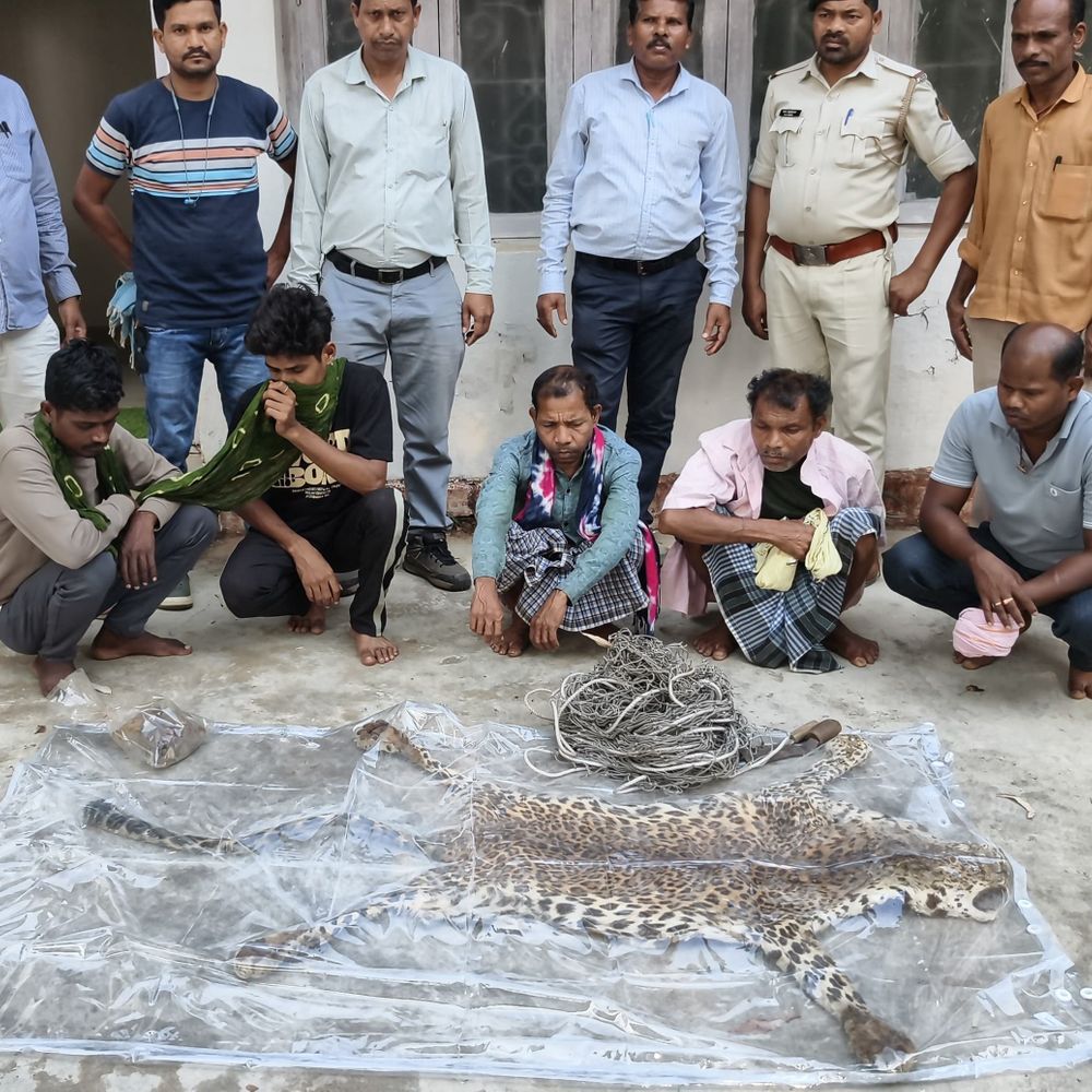 तेंदुए को फंदे में फंसाकर कुल्हाड़ी से सिर पर मारे:  शिकार के बाद मांस पकाकर खाए, खाल बेचने निकले थे, ग्राहक बनकर पहुंची फॉरेस्ट की टीम ने 5 को पकड़ा – Jagdalpur News