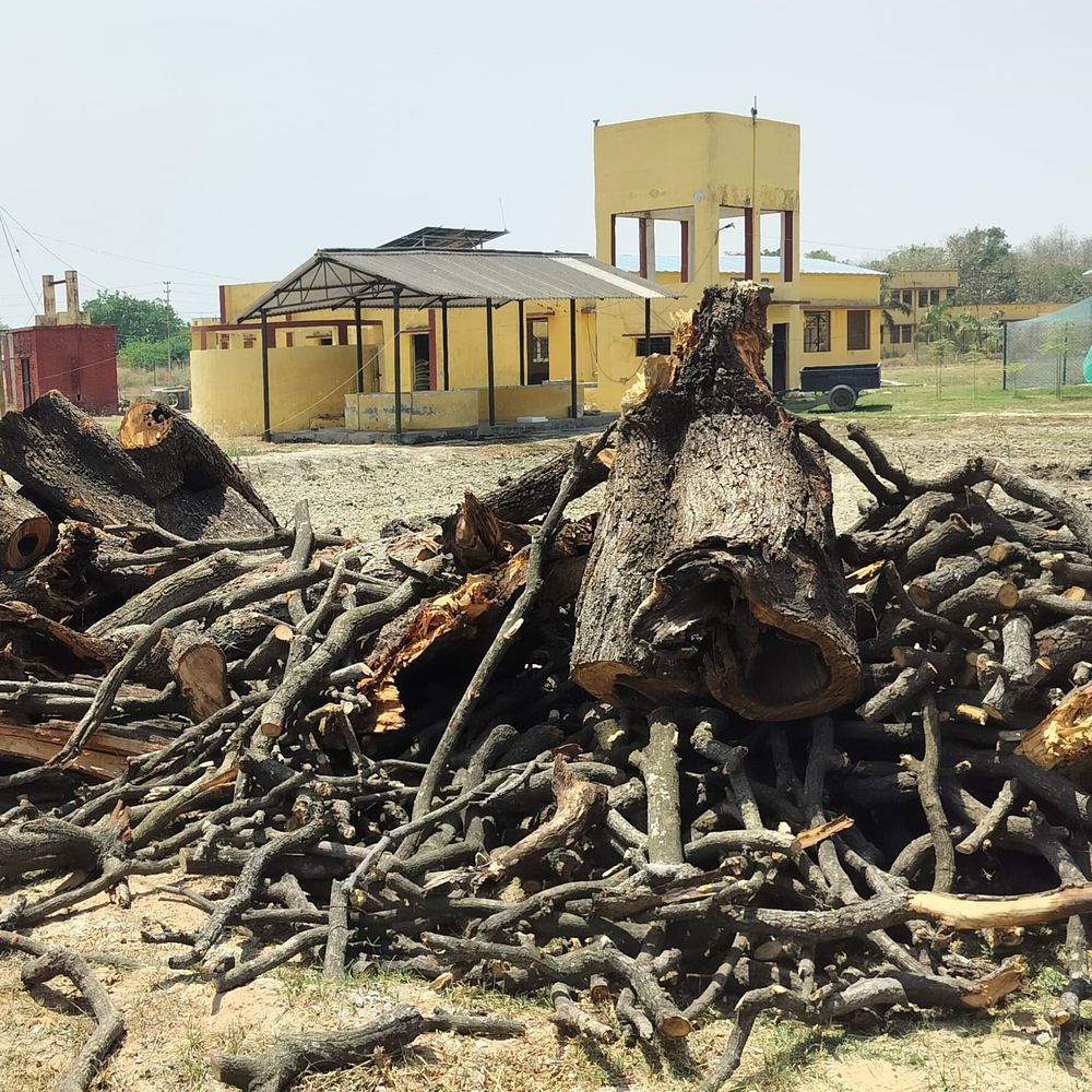 कृषि विश्वविद्यालय में आम का पेड़ कटान पर हंगामा:बिना अनुमति लकड़ी बाहर ले जाने की कोशिश; जांच कमेटी गठित