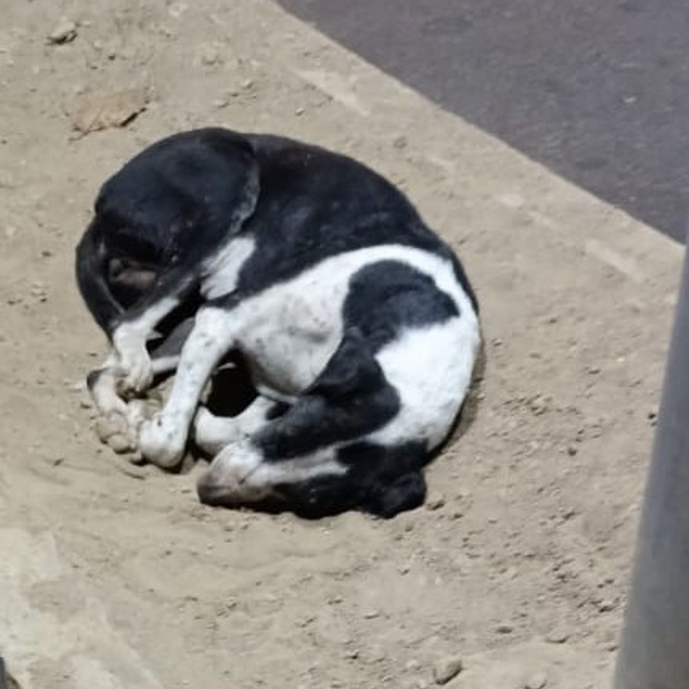 सुल्तानपुर में कुत्ते को पीटा, गंभीर रूप से घायल:पीएफए ने आश्रय गृह में भर्ती कराया, इलाज जारी, कार्रवाई की मांग