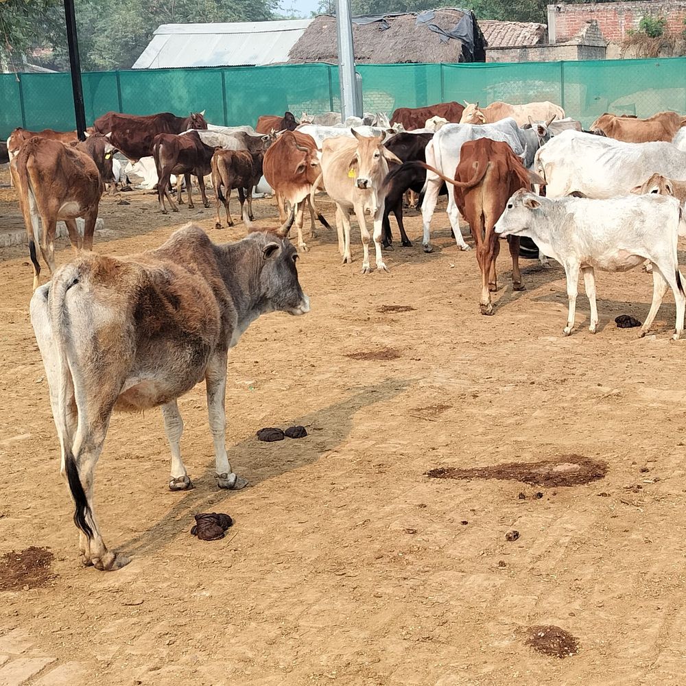 अयोध्या में लू से बचाने की तैयारी:गो आश्रय स्थलों पर खास इंतजाम के निर्देश, लापरवाही पर होगी कार्रवाई