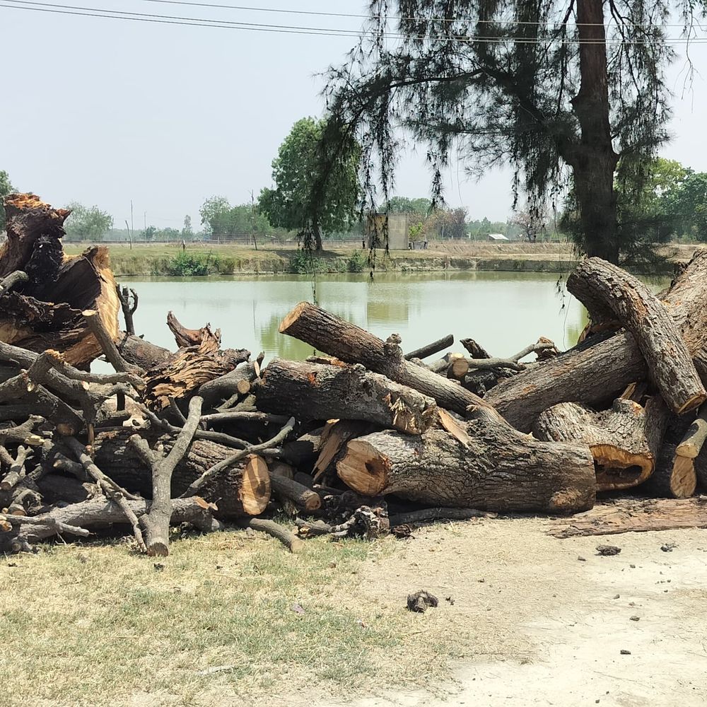 विश्वविद्यालय में गैस किल्लत का दावा:हरा आम का पेड़ कटा, संपत्ति अधिकारी ने कहा- हॉस्टल मेस में भोजन बनाने में थी समस्या