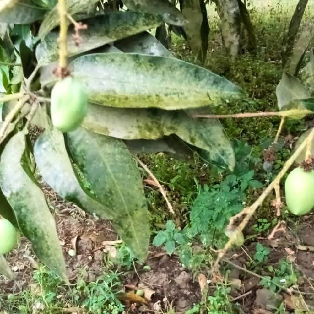 बागपत में आंधी-ओलावृष्टि से आम बागानों को भारी नुकसान:75 प्रतिशत फसल खराब होने का अनुमान, किसानों ने मांगी आर्थिक सहायता