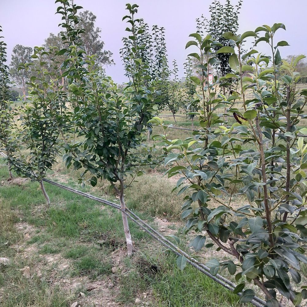 कृषि विश्वविद्यालय में नाशपाती की खेती पर शोध:पहाड़ों का फल अब पूर्वांचल के मैदानों में उगेगा, 6 उन्नत प्रजातियां पर चल रहा परीक्षण