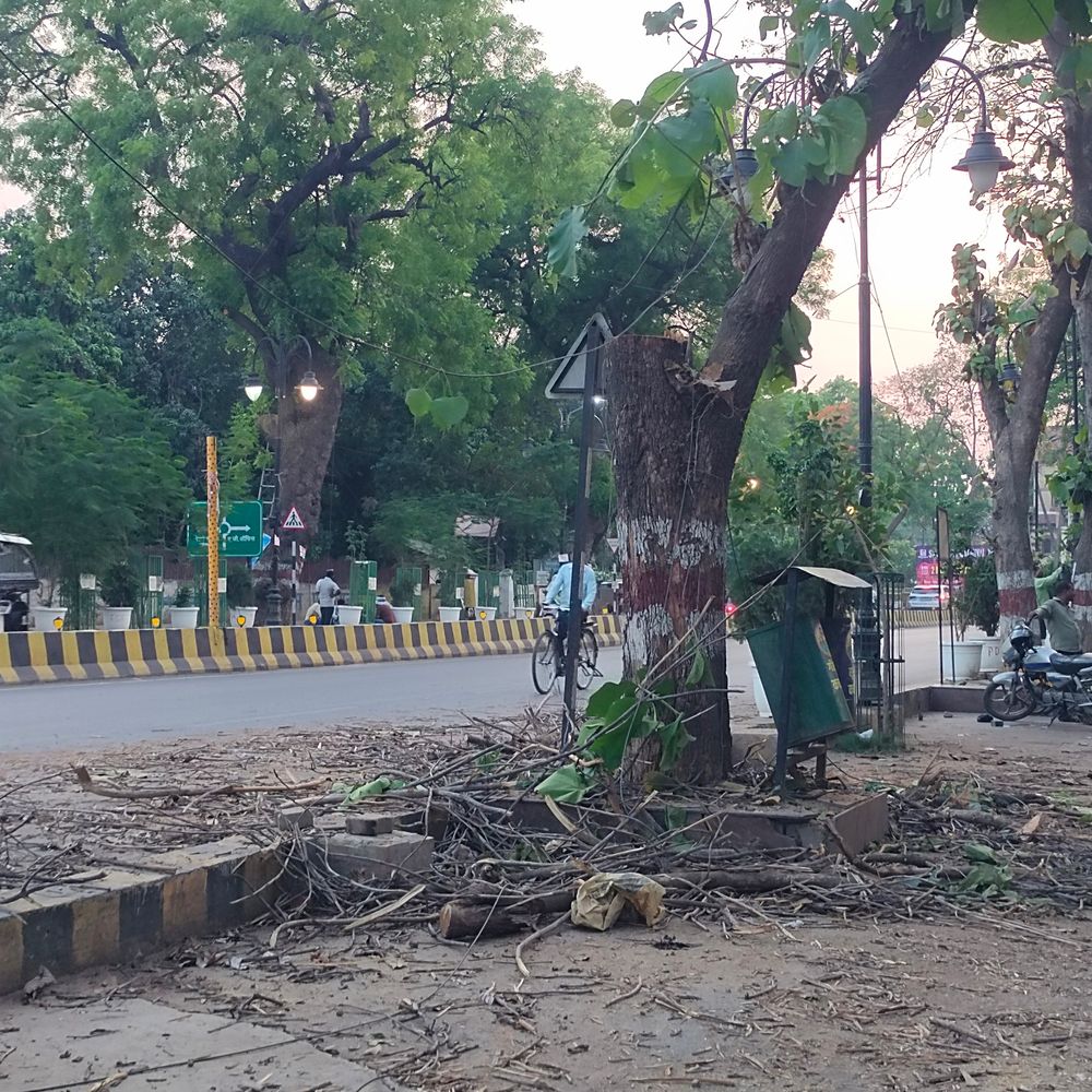 प्रयागराज नगर निगम ने पेड़ों की छंटाई शुरू की:आंधी-तूफान की चेतावनी पर सुरक्षा के लिए कटाई, गर्मी में छांव को लेकर उठे सवाल