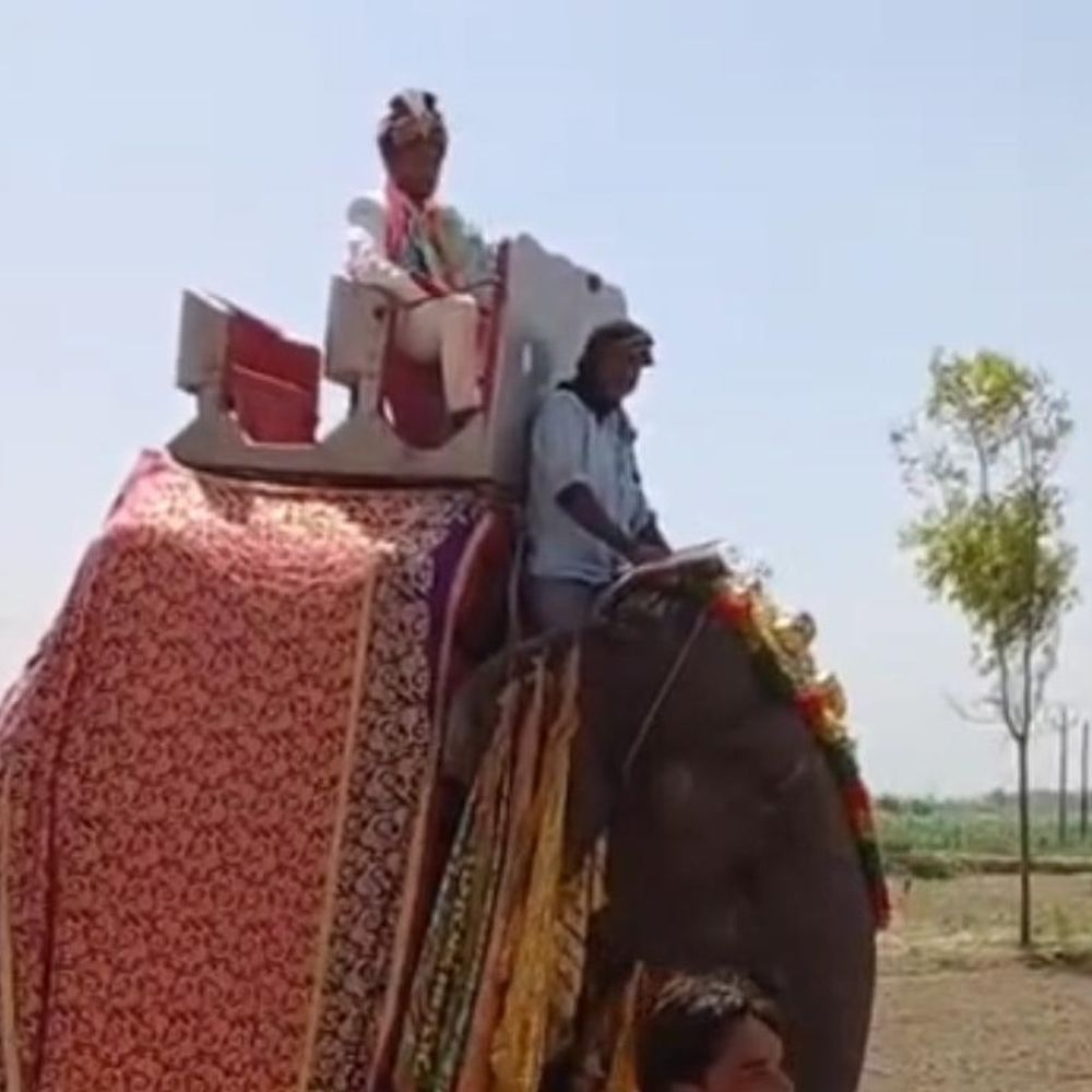 मेरठ में हाथी पर चढ़कर निकला दूल्हा देखें VIDEO:राजशाही ठाठ देखकर लोग भी हो गए हैरान
