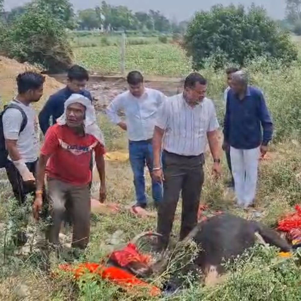 फिरोजाबाद में गर्भवती गाय की पीट-पीटकर हत्या:ग्रामीणों ने किया हंगामा, बजरंग दल ने सख्त कार्रवाई की मांग की